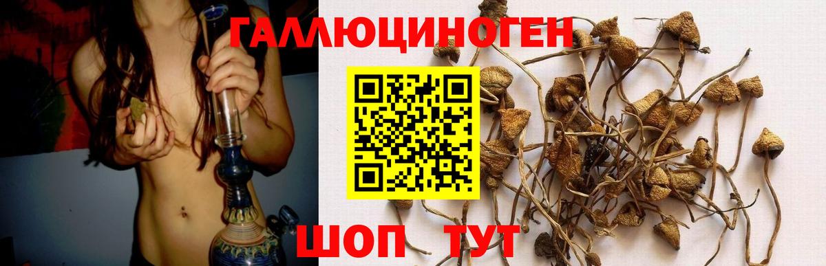Галлюциногенные грибы Psilocybe Изобильный